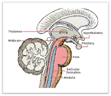 structures of brain. What rain structures process